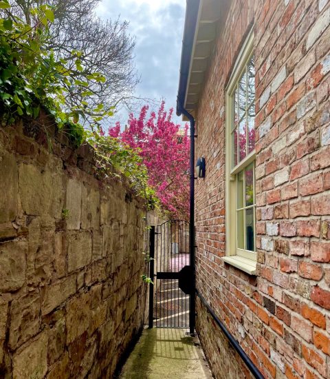 Narrow stone alleyway with vibrant pink blossom tree visible through a black gate, beside a classic brick building